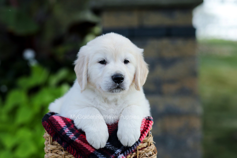 Bennett Image of Bennett, a Golden Retriever puppy