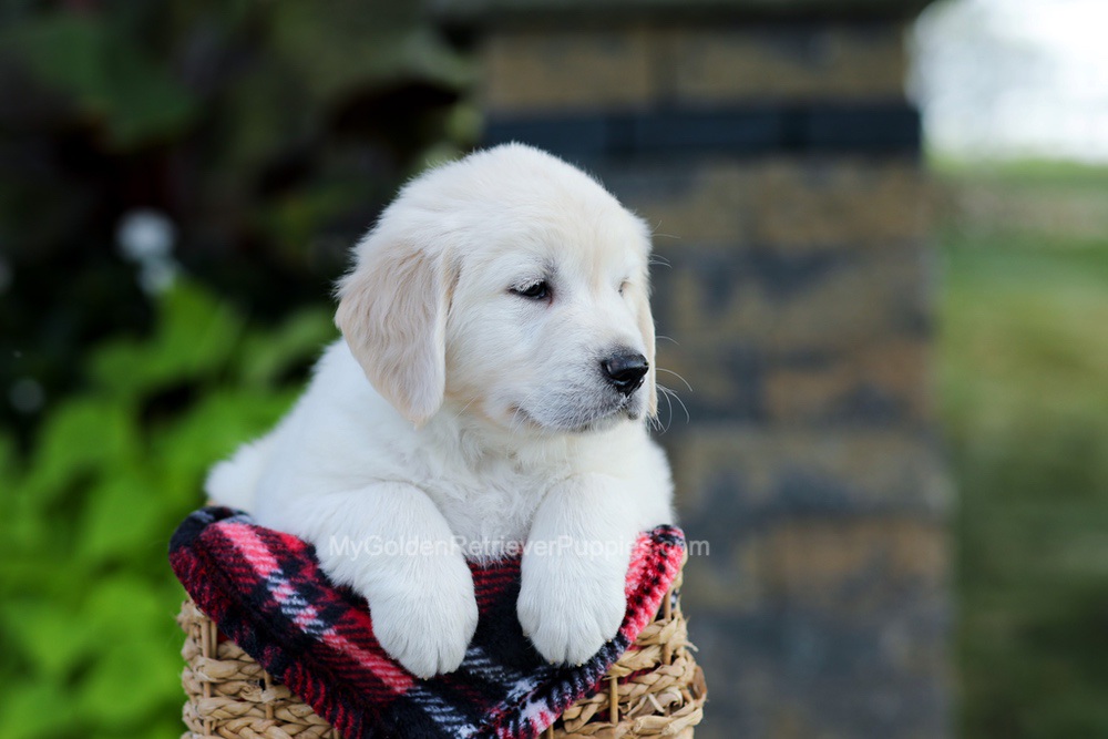 Bennett Image of Bennett, a Golden Retriever puppy