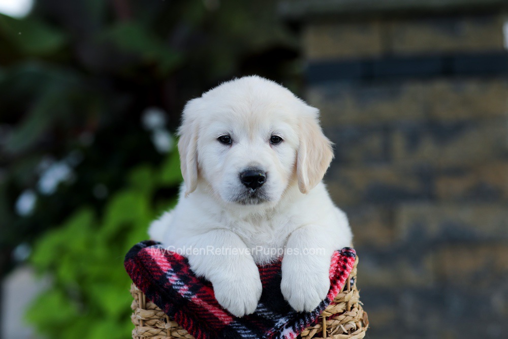 Bennett Image of Bennett, a Golden Retriever puppy