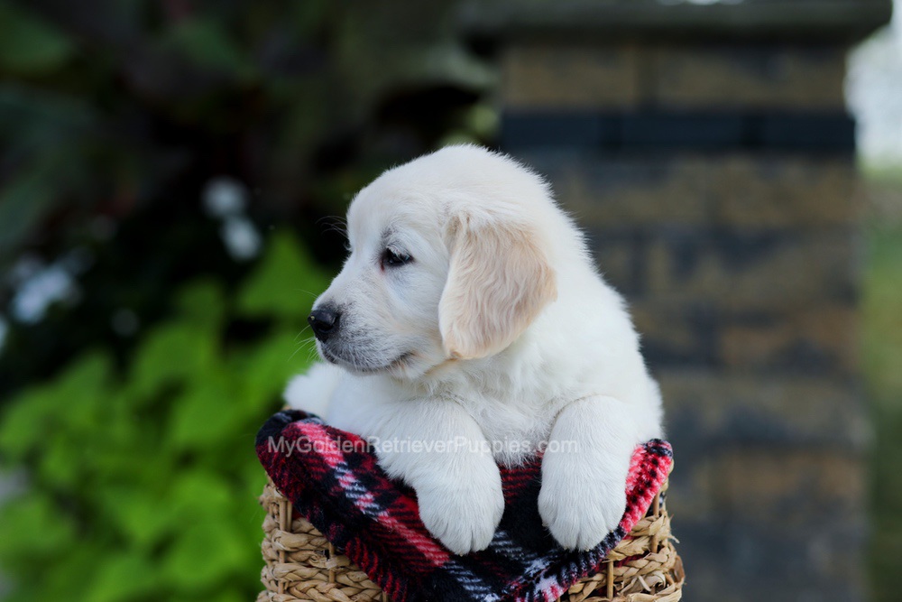 Bennett Image of Bennett, a Golden Retriever puppy