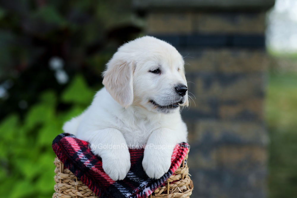 Bennett Image of Bennett, a Golden Retriever puppy