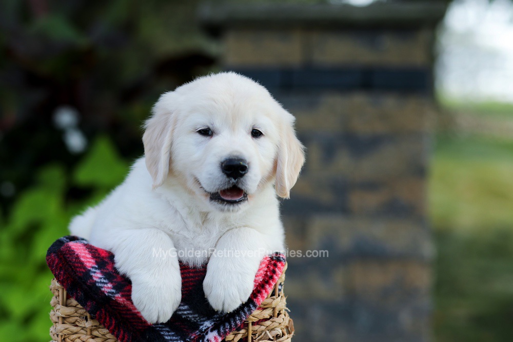 Bennett Image of Bennett, a Golden Retriever puppy