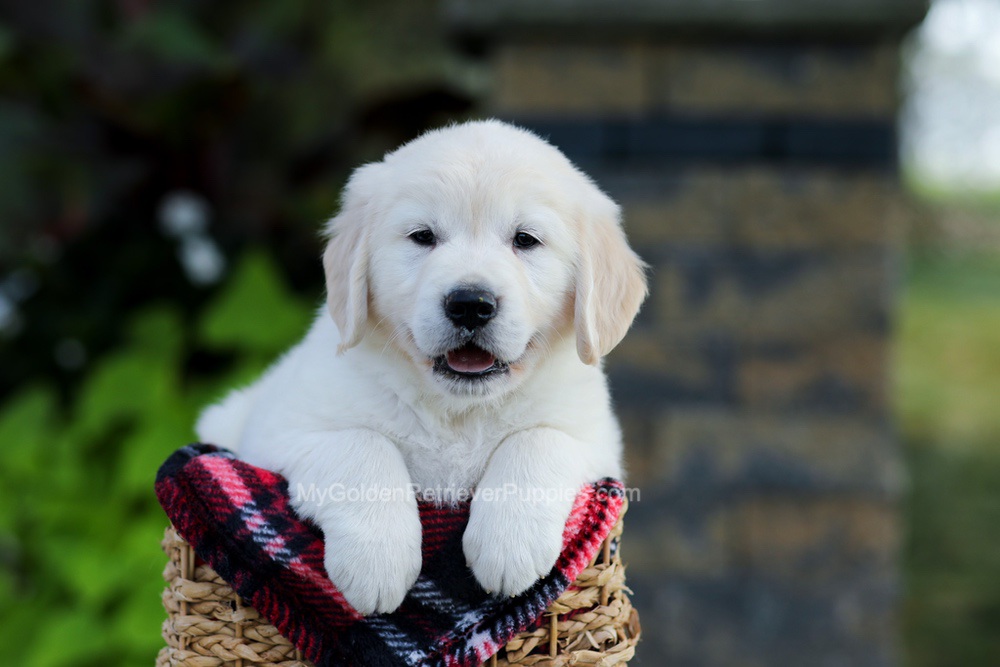 Bennett Image of Bennett, a Golden Retriever puppy