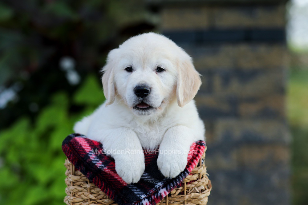 Bennett Image of Bennett, a Golden Retriever puppy