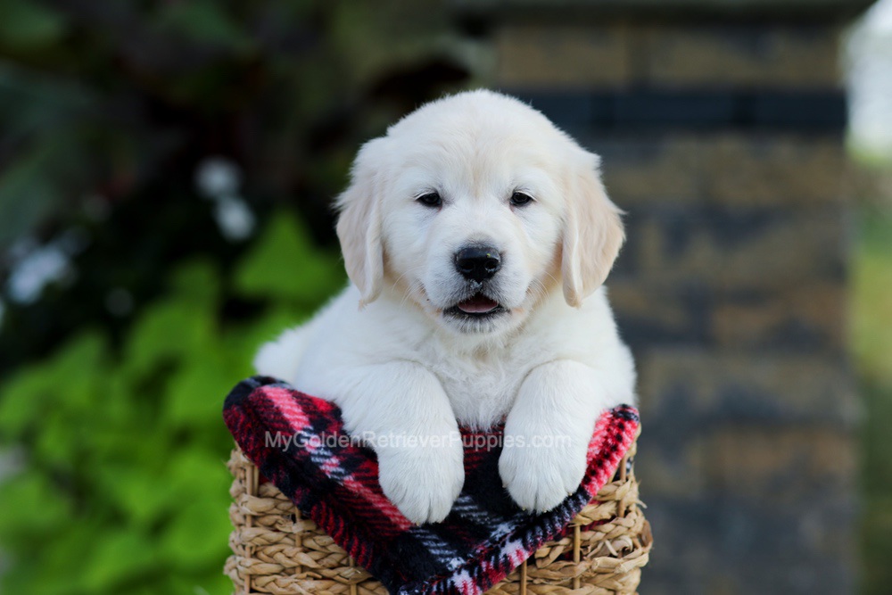 Bennett Image of Bennett, a Golden Retriever puppy