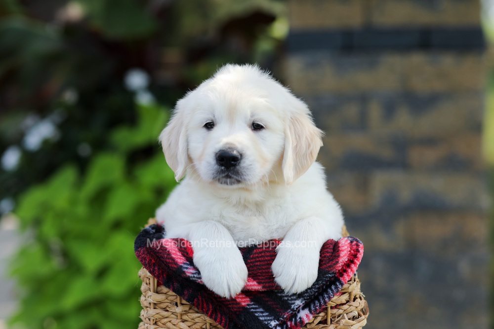 Bo Image of Bo, a Golden Retriever puppy