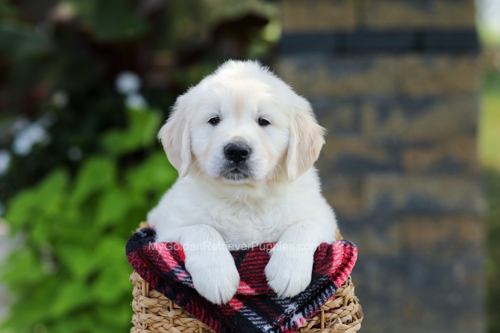Bo Image of Bo, a Golden Retriever puppy