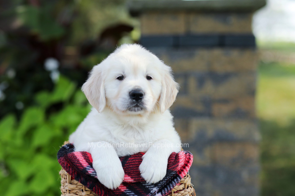 Bo Image of Bo, a Golden Retriever puppy
