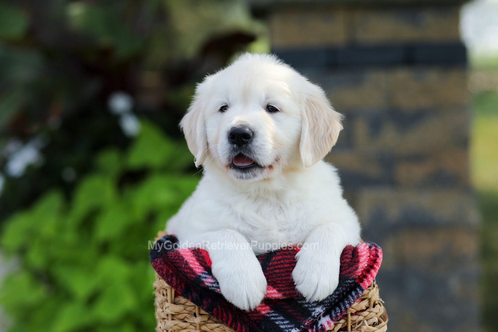 Bo Image of Bo, a Golden Retriever puppy