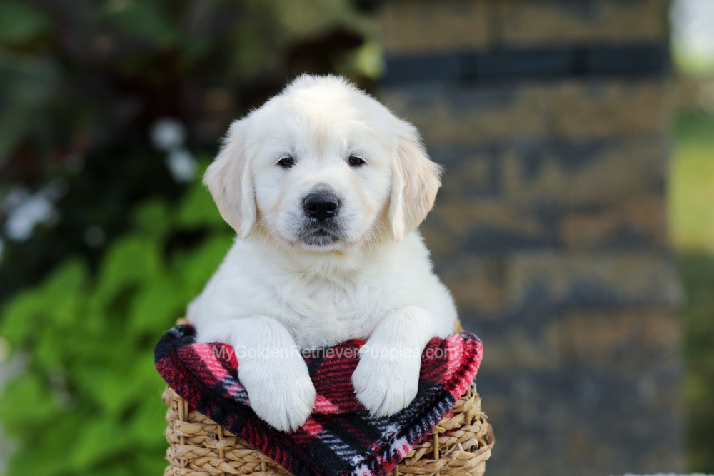 Bo Image of Bo, a Golden Retriever puppy