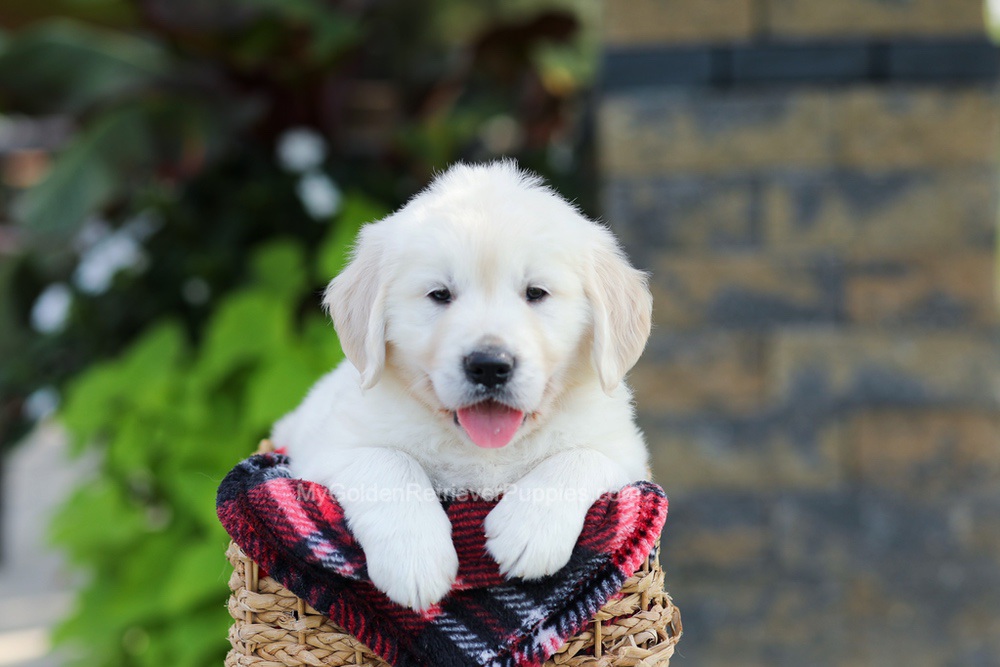 Bo Image of Bo, a Golden Retriever puppy
