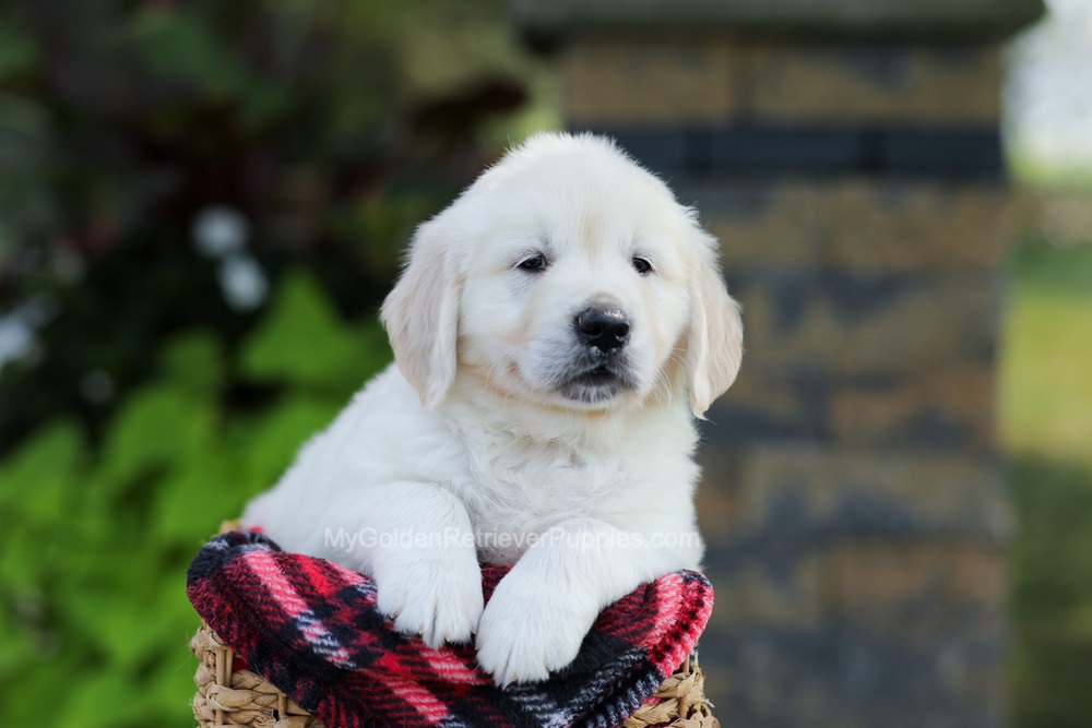 Bo Image of Bo, a Golden Retriever puppy