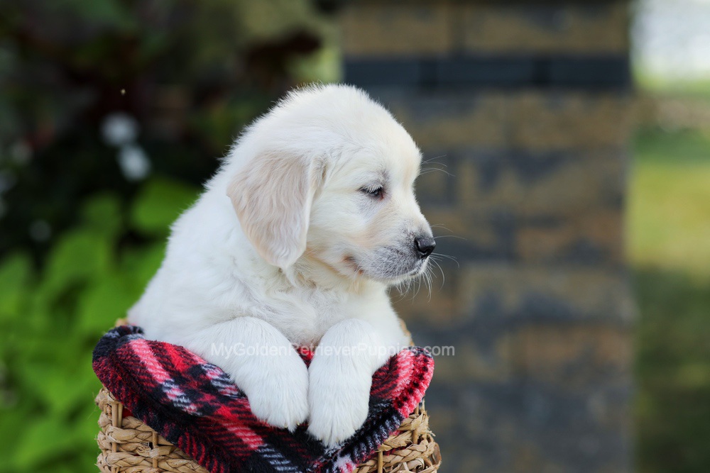 Bo Image of Bo, a Golden Retriever puppy