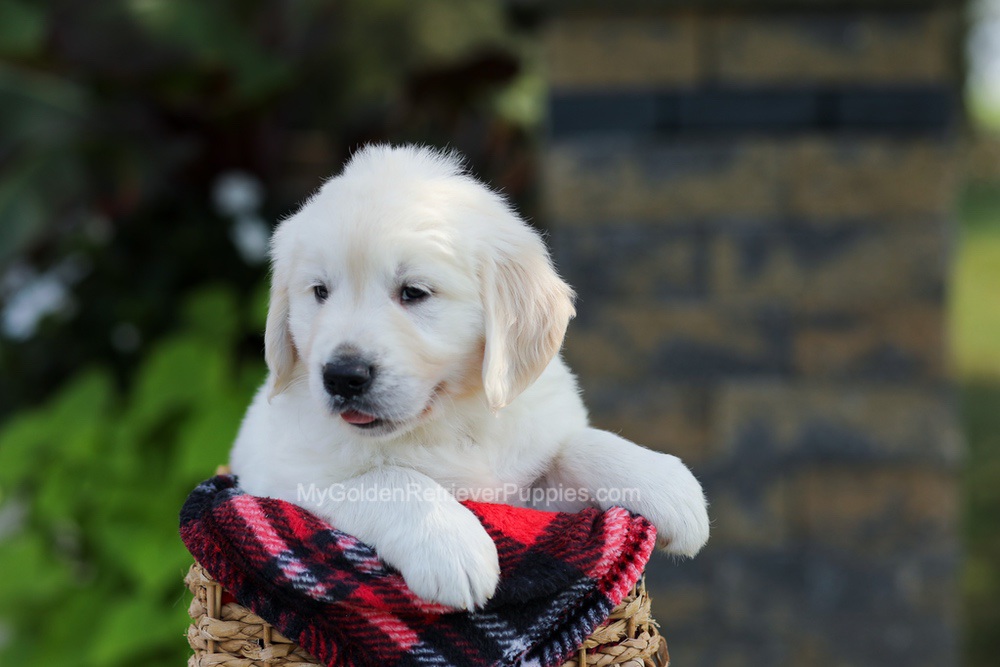 Bo Image of Bo, a Golden Retriever puppy