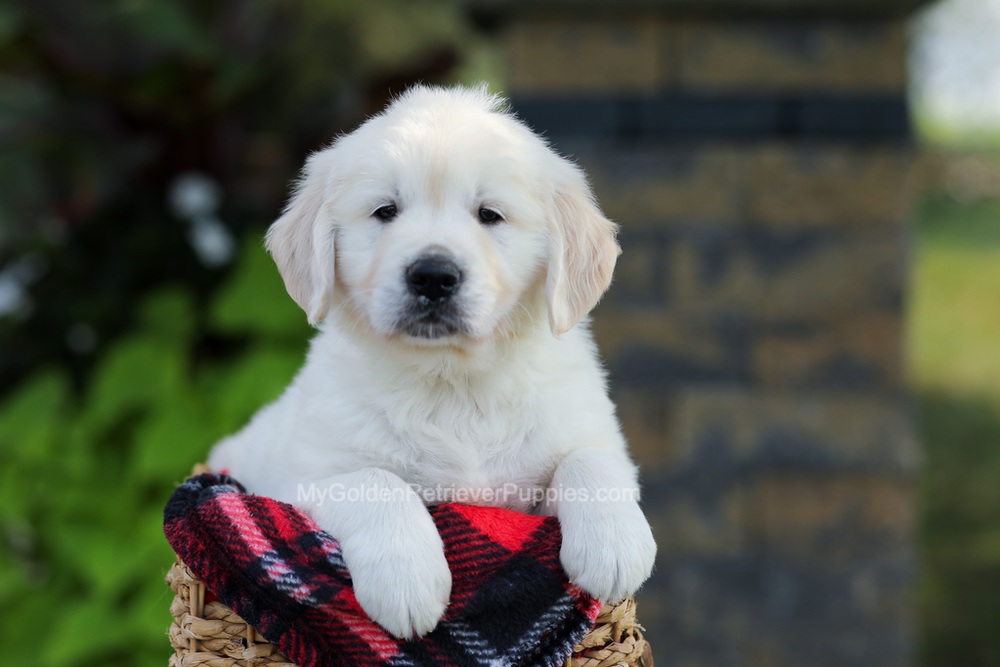 Bo Image of Bo, a Golden Retriever puppy