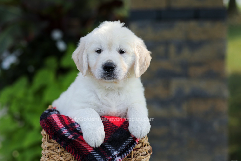 Bo Image of Bo, a Golden Retriever puppy