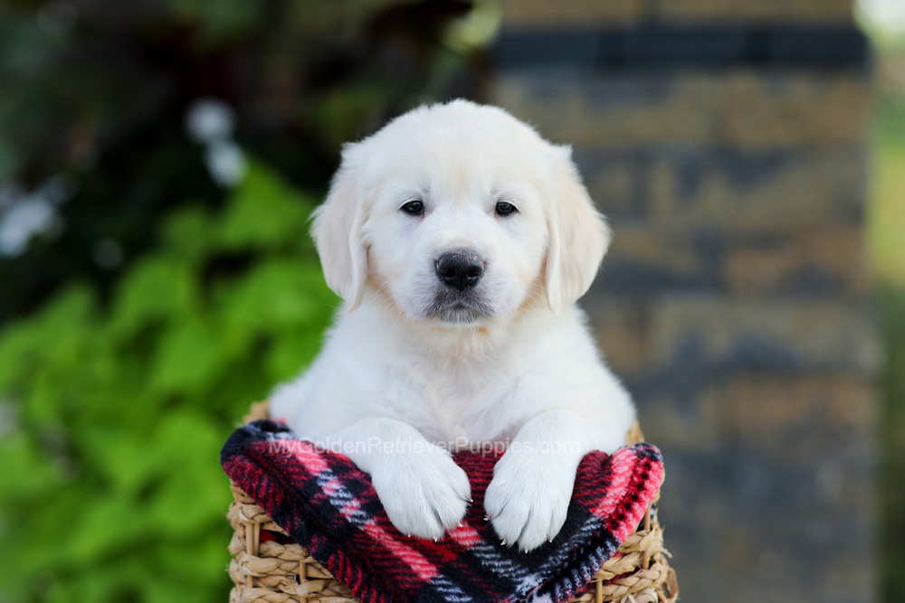 Brady Image of Brady, a Golden Retriever puppy