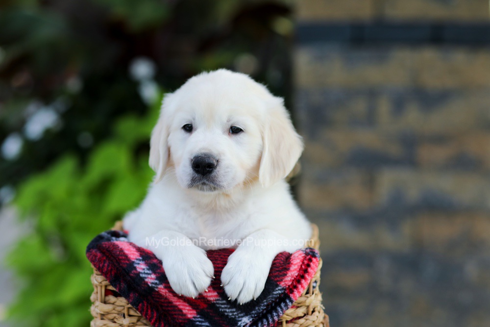 Brady Image of Brady, a Golden Retriever puppy