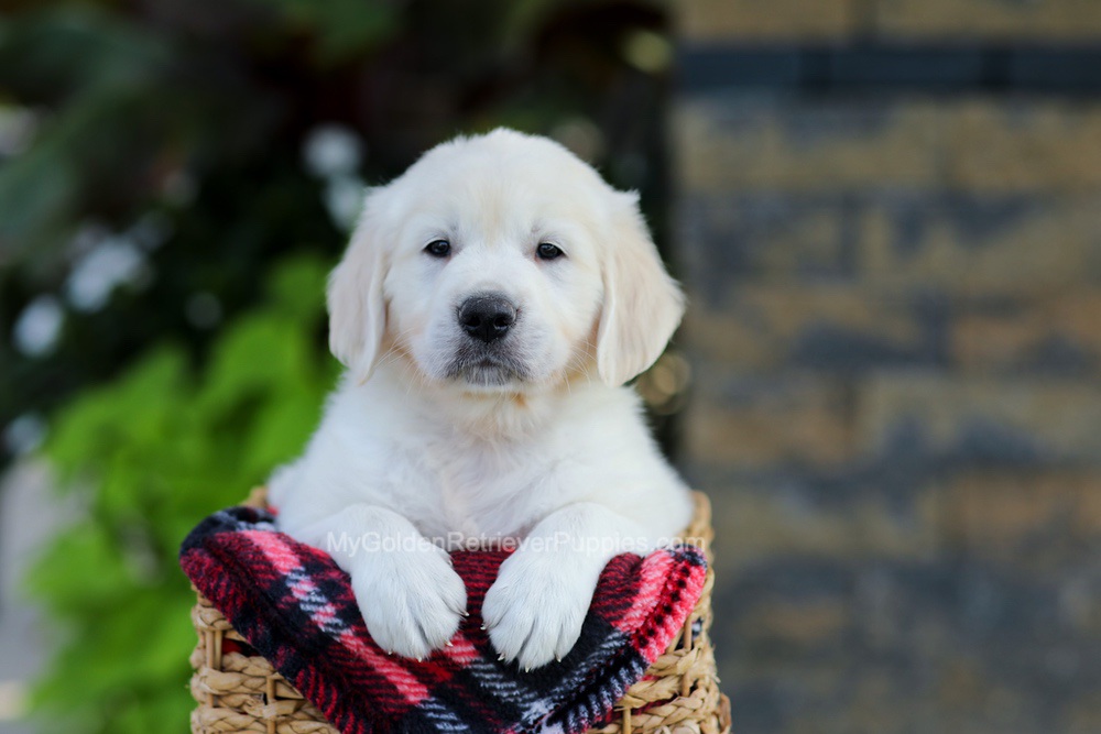Brady Image of Brady, a Golden Retriever puppy