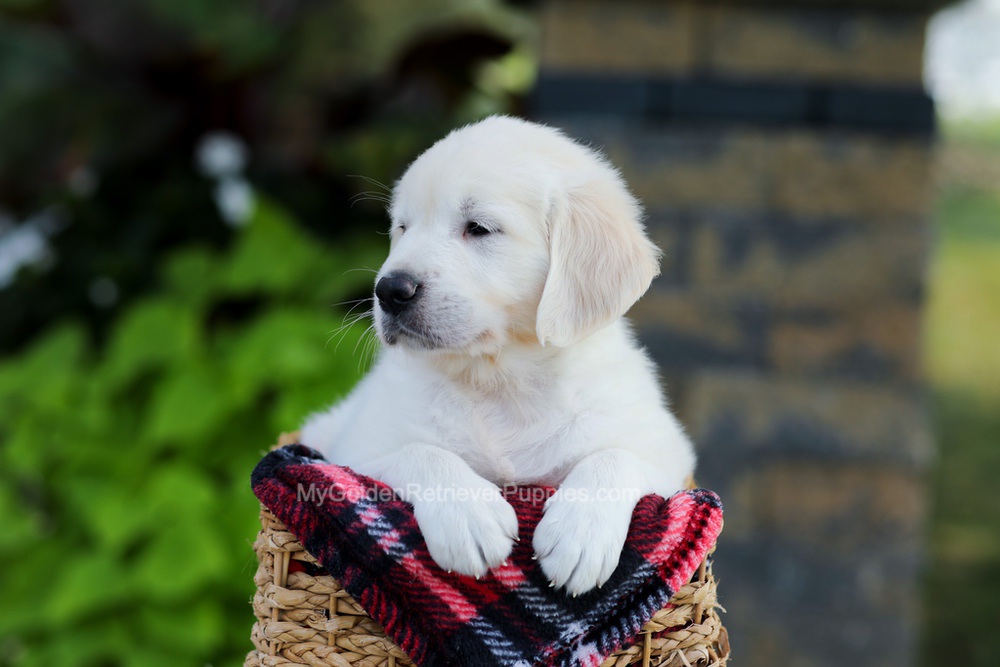 Brady Image of Brady, a Golden Retriever puppy