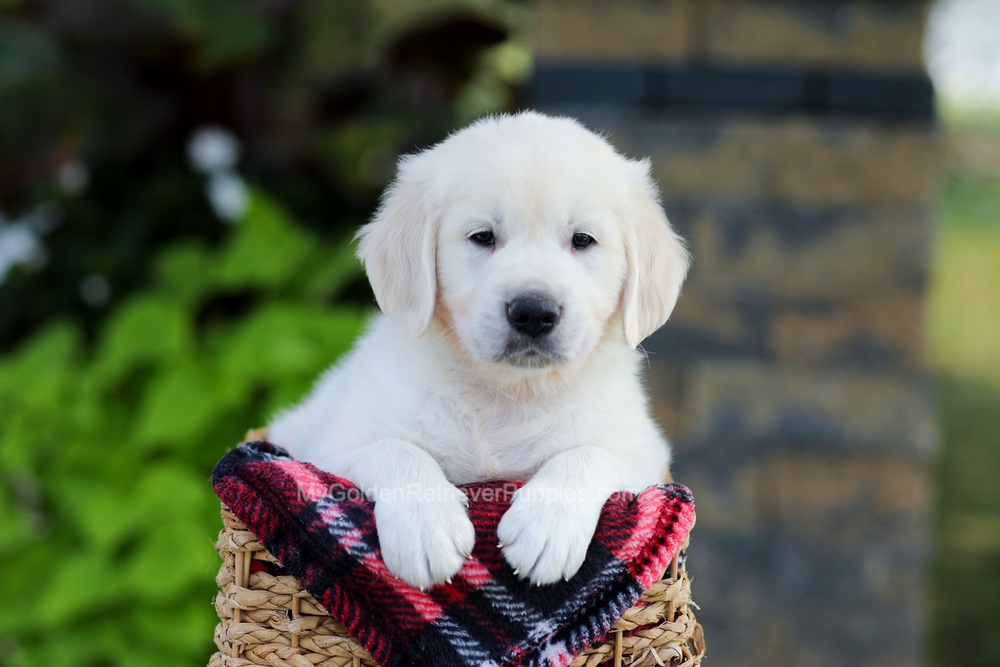 Brady Image of Brady, a Golden Retriever puppy