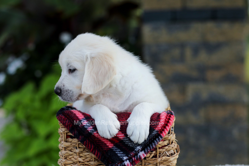 Brady Image of Brady, a Golden Retriever puppy