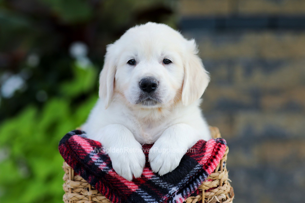Brady Image of Brady, a Golden Retriever puppy