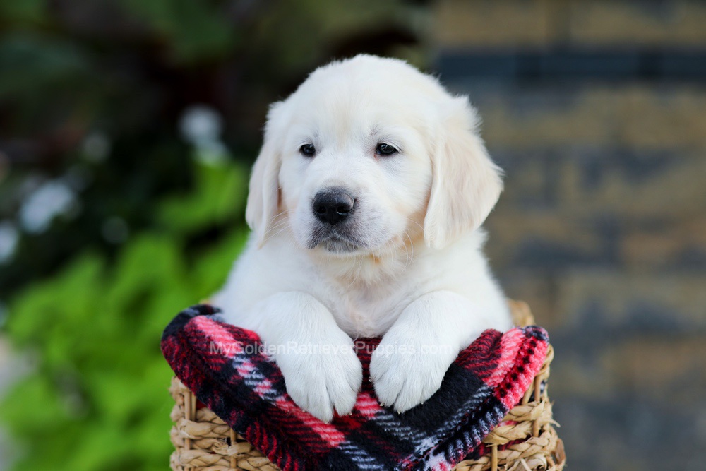 Brady Image of Brady, a Golden Retriever puppy