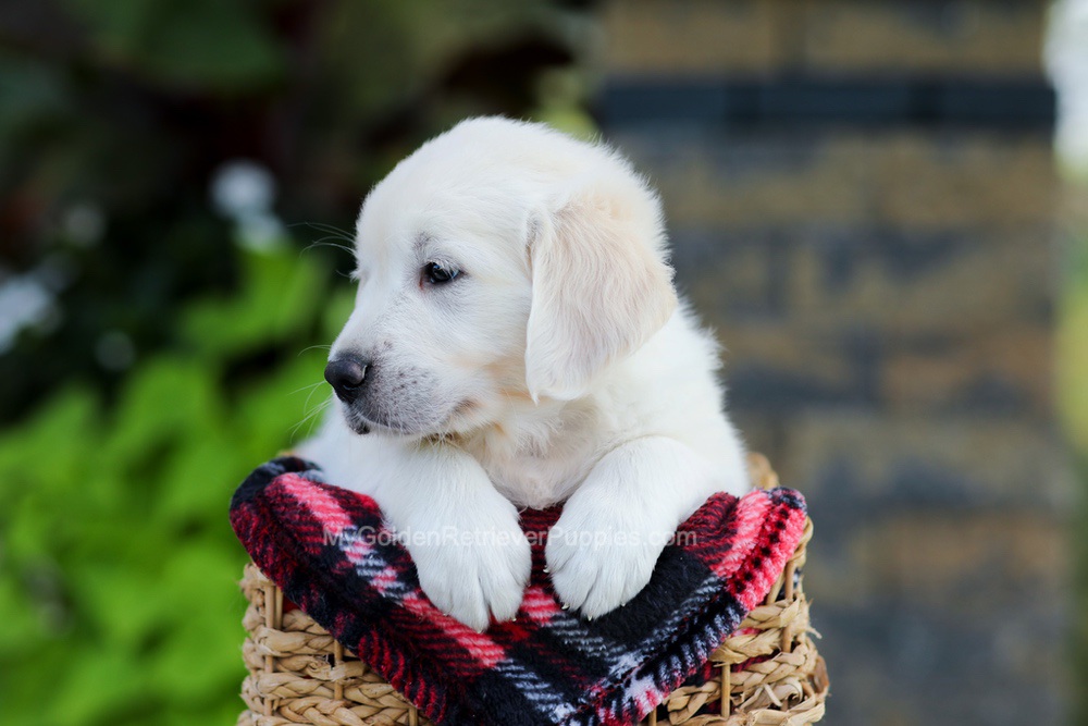 Brady Image of Brady, a Golden Retriever puppy
