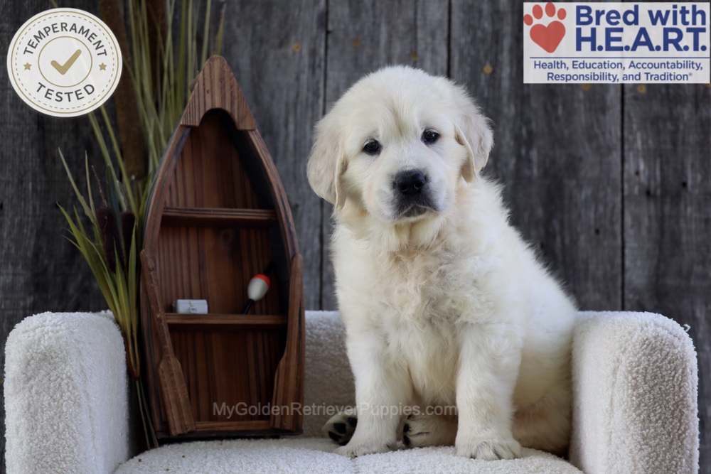 Brooke Image of Brooke, a Golden Retriever puppy