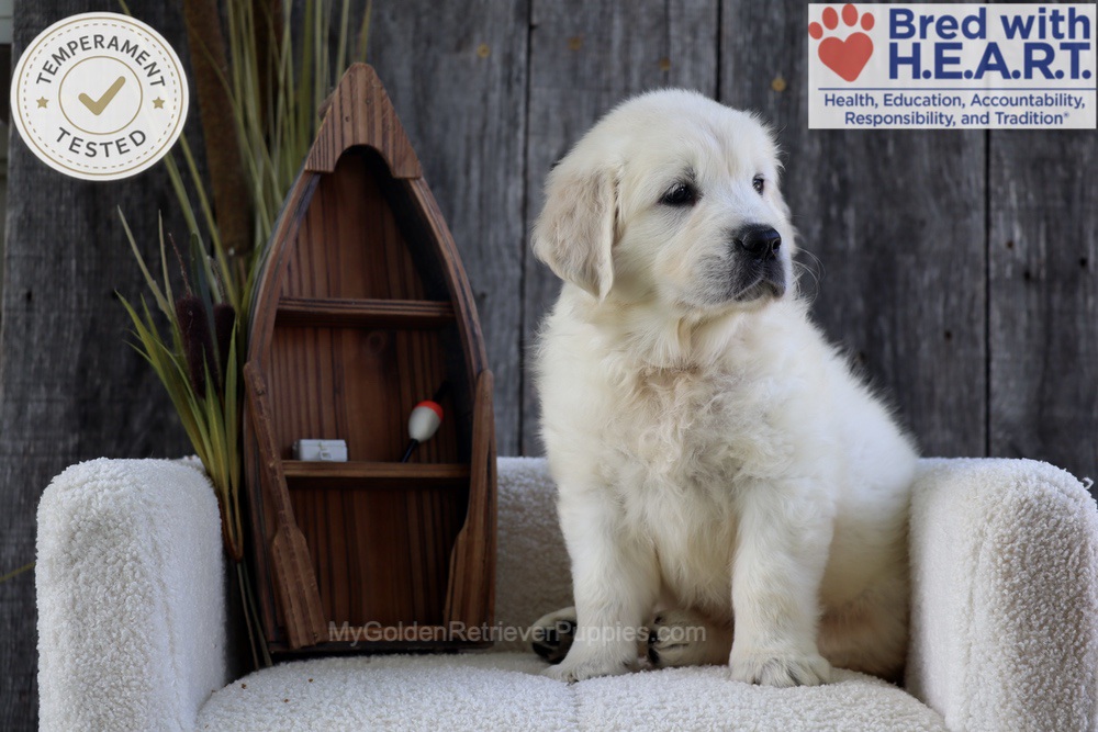 Brooke Image of Brooke, a Golden Retriever puppy