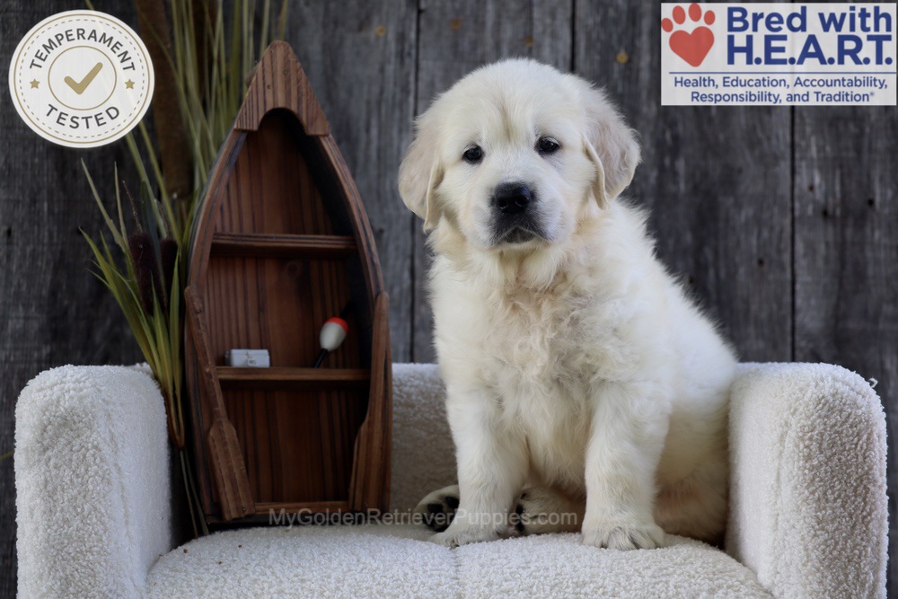 Brooke Image of Brooke, a Golden Retriever puppy