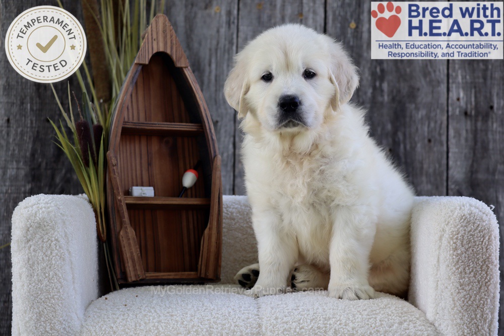 Brooke Image of Brooke, a Golden Retriever puppy