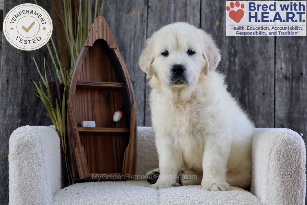 Brooke Image of Brooke, a Golden Retriever puppy
