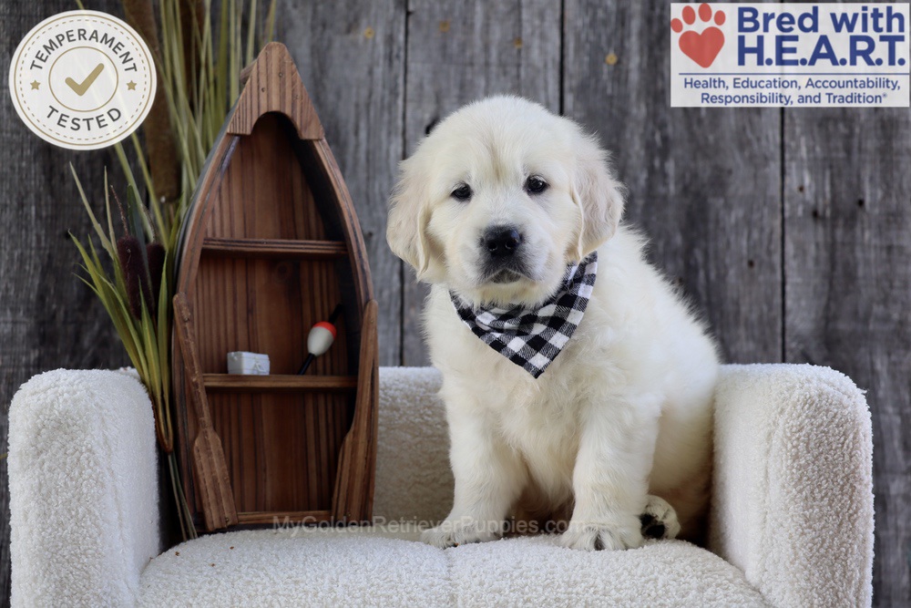 Brooke Image of Brooke, a Golden Retriever puppy