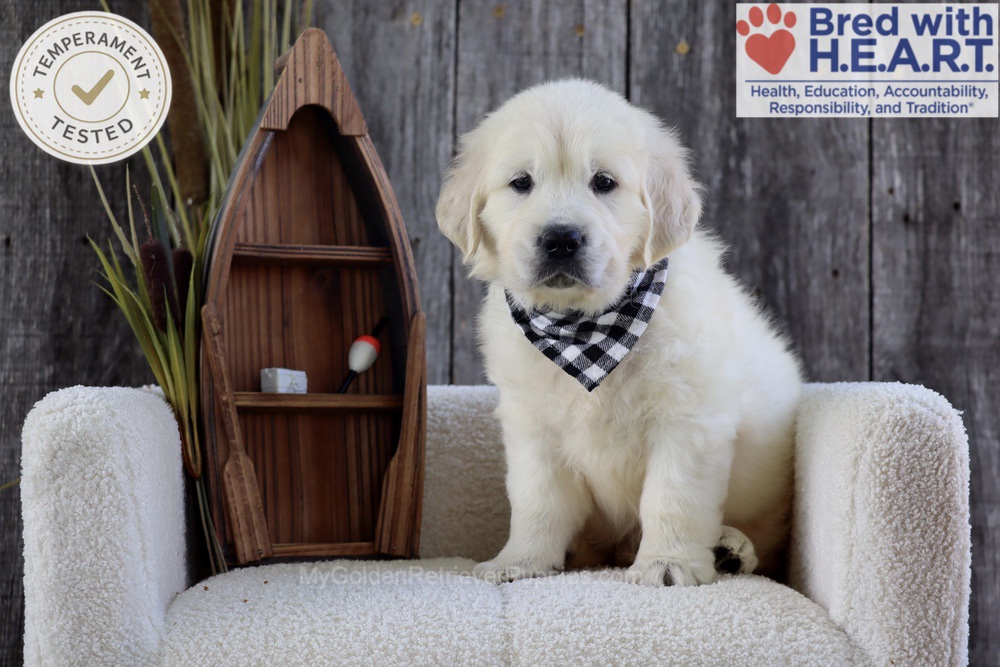 Brooke Image of Brooke, a Golden Retriever puppy