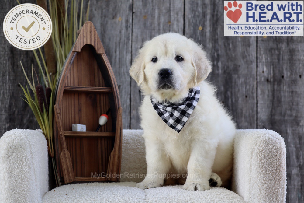 Brooke Image of Brooke, a Golden Retriever puppy