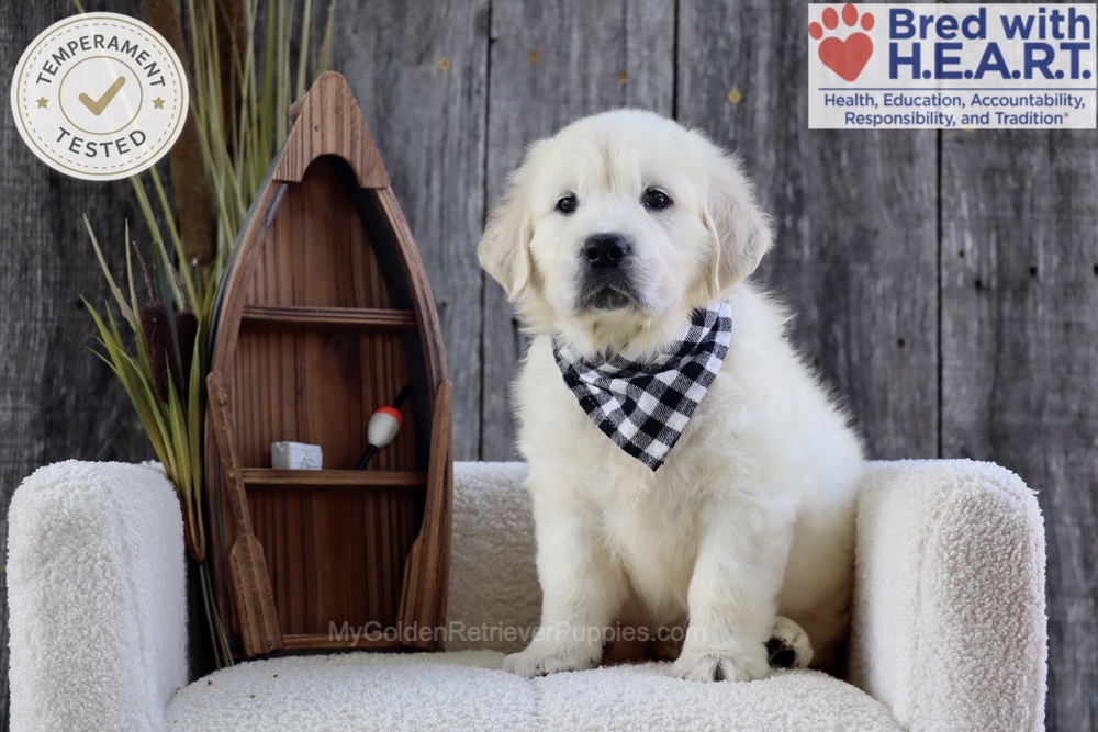 Brooke Image of Brooke, a Golden Retriever puppy