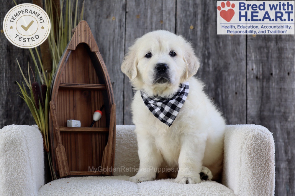 Brooke Image of Brooke, a Golden Retriever puppy