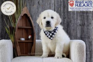 Image of Brooke, a Golden Retriever puppy