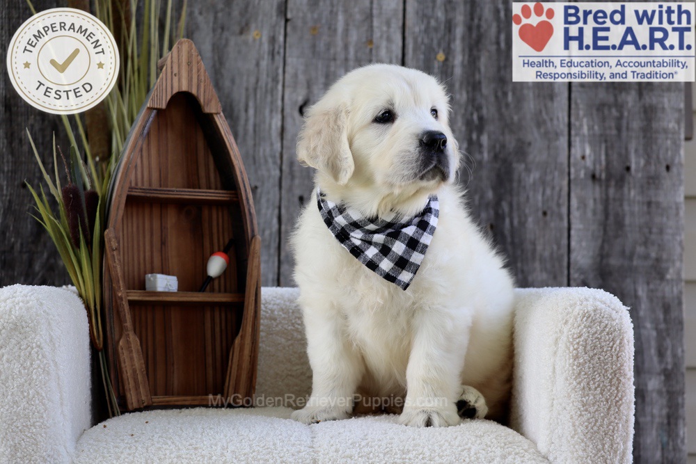 Brooke Image of Brooke, a Golden Retriever puppy
