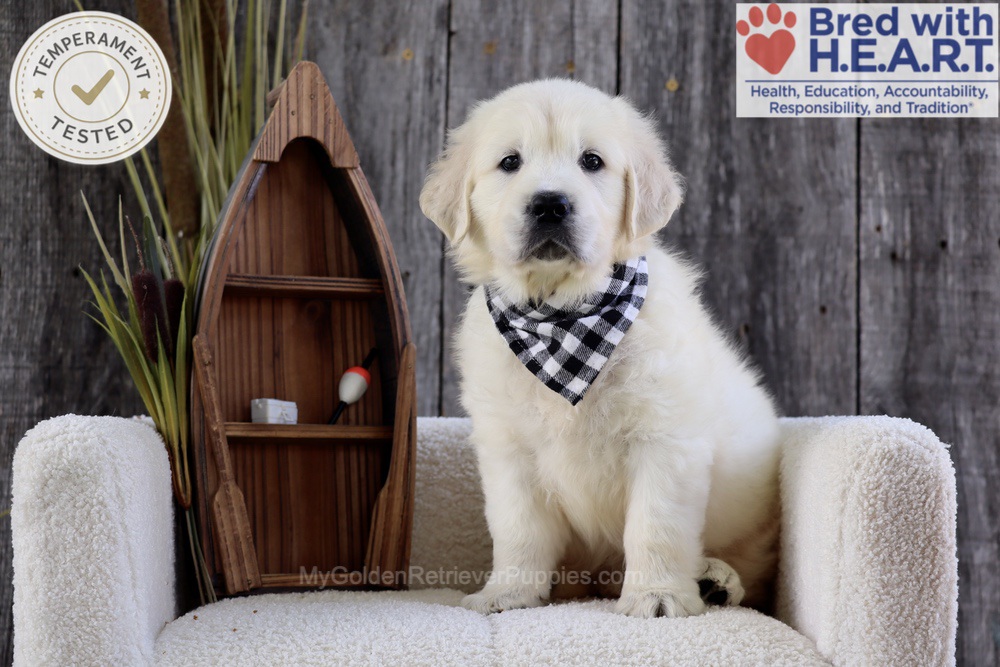 Brooke Image of Brooke, a Golden Retriever puppy