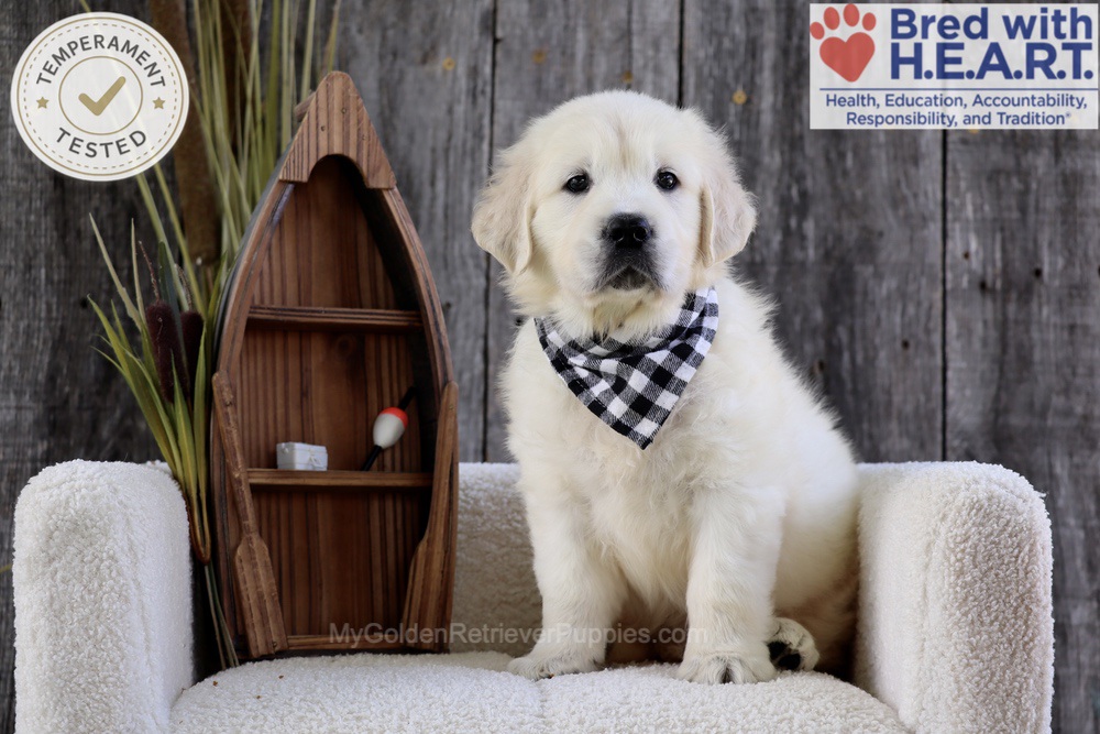 Brooke Image of Brooke, a Golden Retriever puppy