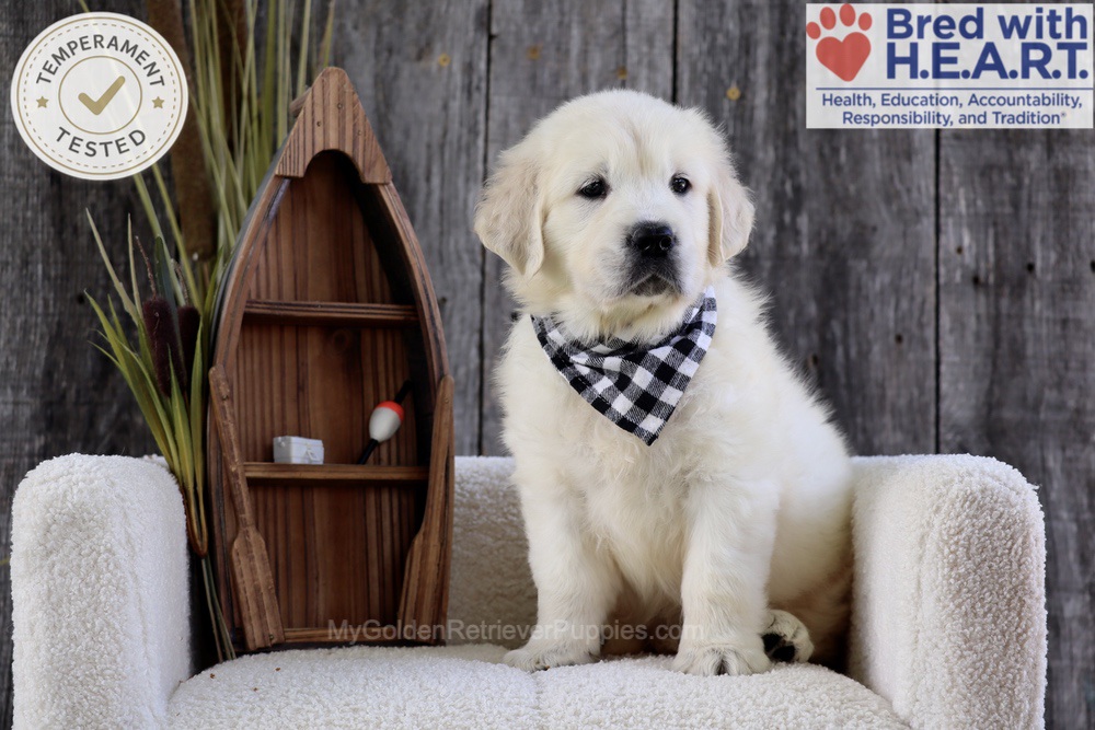 Brooke Image of Brooke, a Golden Retriever puppy
