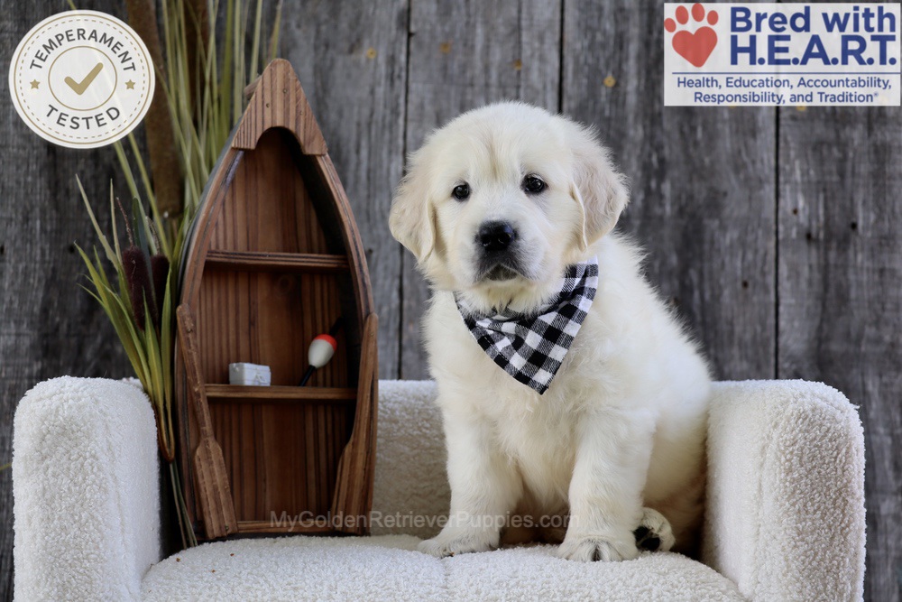 Brooke Image of Brooke, a Golden Retriever puppy