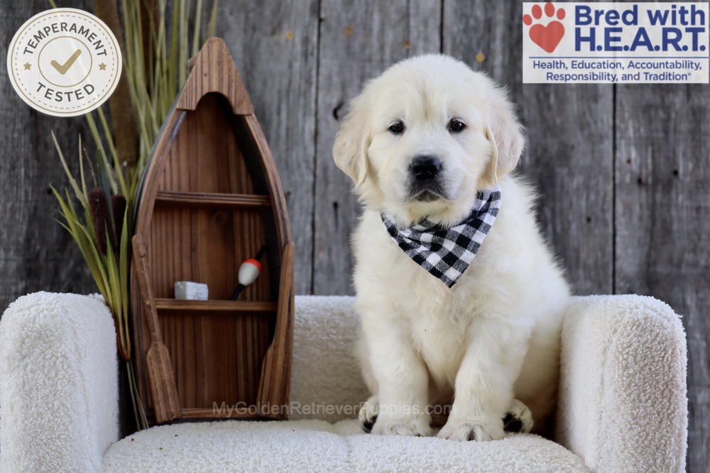 Brooke Image of Brooke, a Golden Retriever puppy