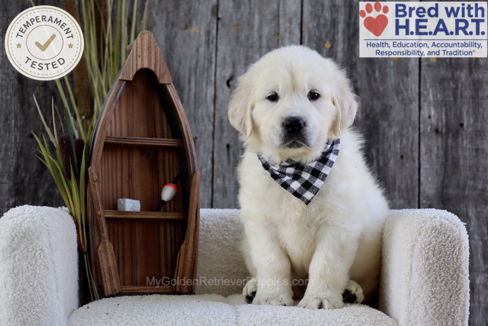 Brooke Image of Brooke, a Golden Retriever puppy