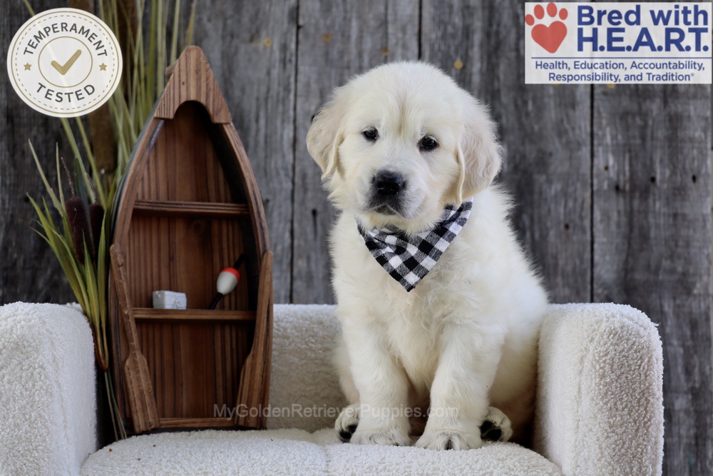 Brooke Image of Brooke, a Golden Retriever puppy