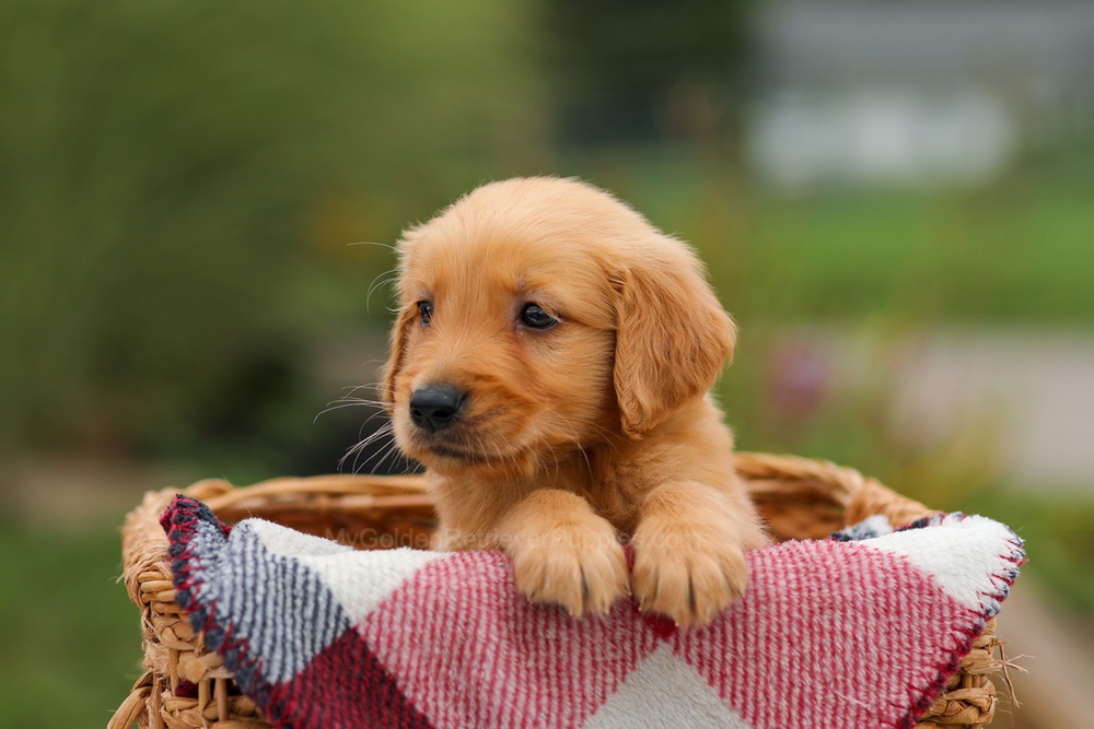 Danny Image of Danny, a Golden Retriever puppy