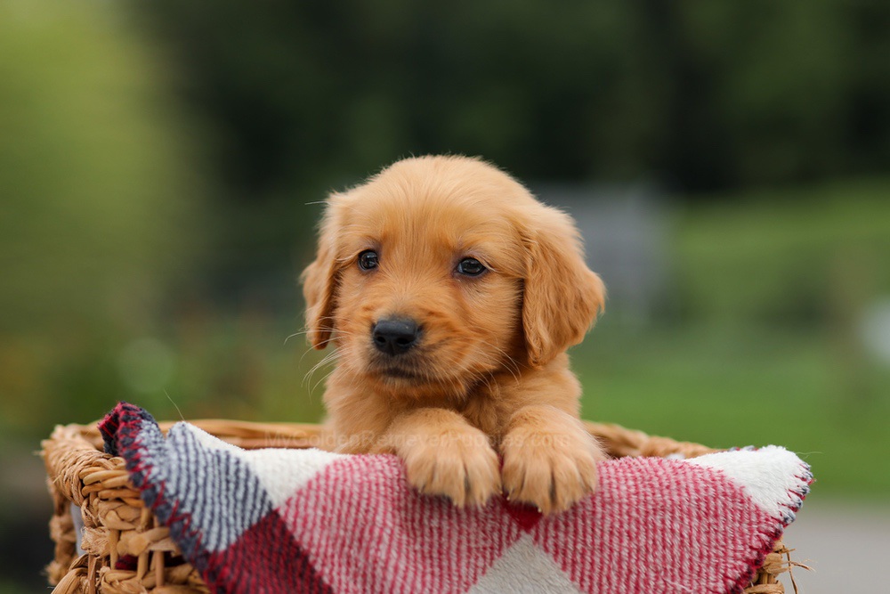 Danny Image of Danny, a Golden Retriever puppy